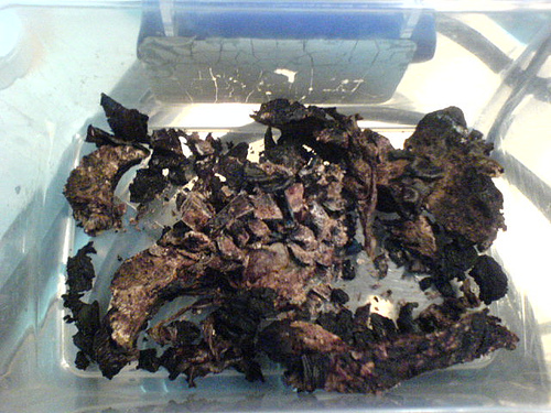 dried placenta